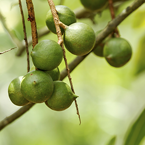 ripe macadamia nuts on a tree